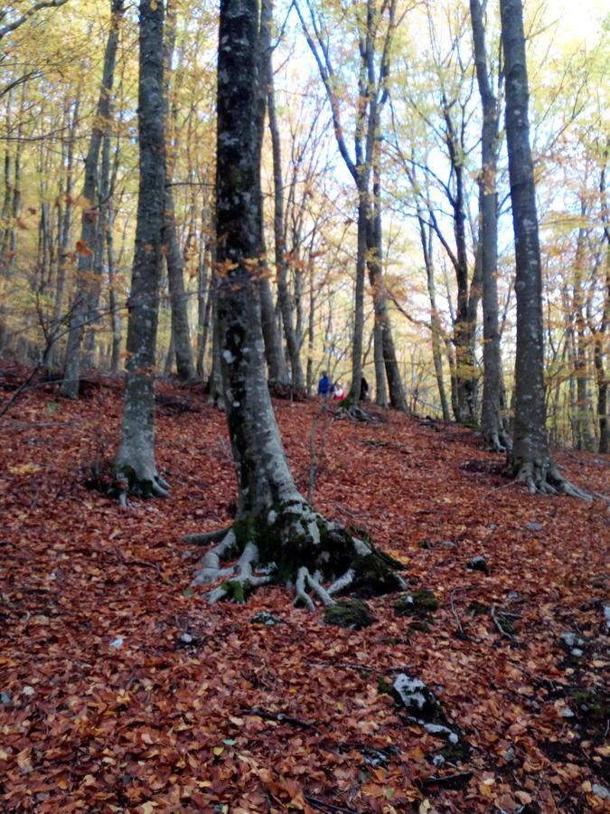 Al Castagno Bed & Breakfast Vico Equense Bagian luar foto